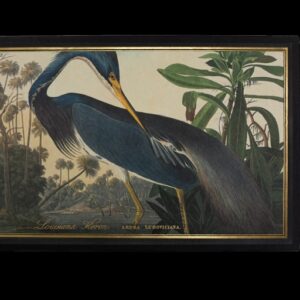 Archivist | Giant Lucifers | Louisiana Heron